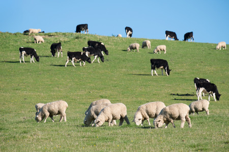 Sheeps in green rural meadow with cows, South Island, New Zealand
