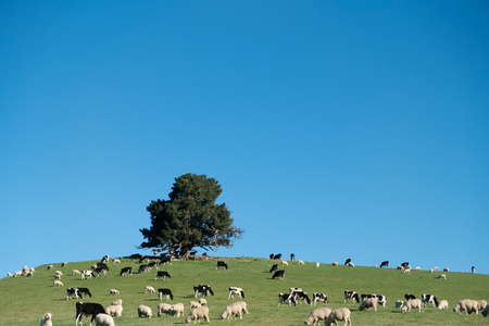 Cows and Sheeps in green rural meadow with blue sky, South Island, New Zealandの写真素材