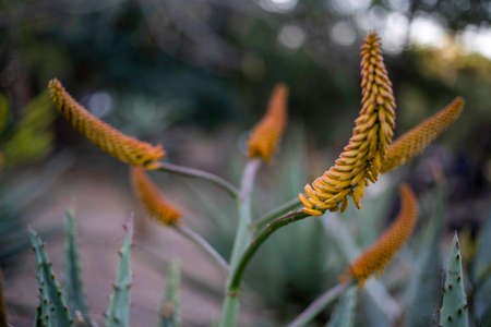 Yellow aloe flower Kruger Park South Africa. commonly used in natural treatmentsの写真素材