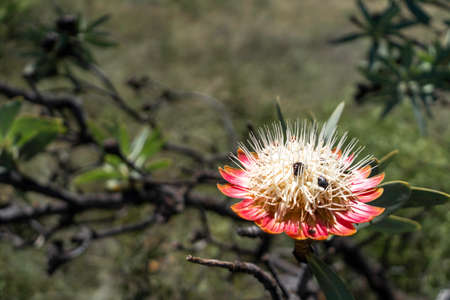Large pink and white flower with insects. Vredefort Dome South Africaの写真素材