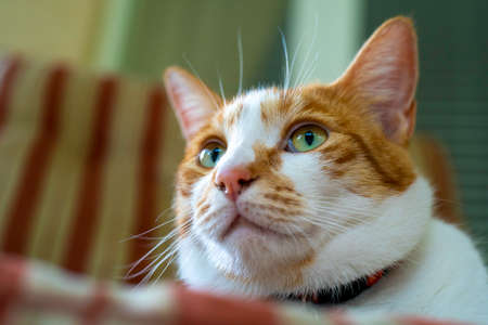 White and Ginger domestic cat with a cheeky, inquisitive look on his face.の写真素材