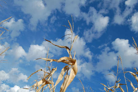 Corn In The Skyの写真素材