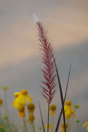 Flower In No Whereの写真素材