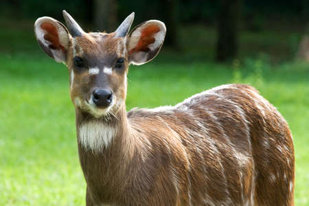 Antilopeの写真素材