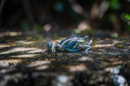 Low angle view on deceased Great Tit hatchling, Close-Up on young Parus Major bird lies on the tree...