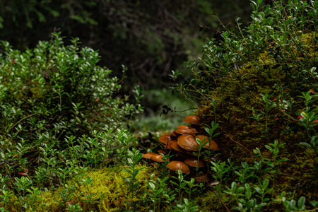 The mossy forest floor of the Nordic nature, reveals an anthill with deadly Galerina marginata fungi...