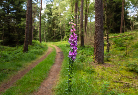 A tall purple foxglove standing proudly alone beside a winding forest trail, surrounded by lush greenery and tall trees on a sunny dayの写真素材