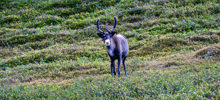 A curious reindeer gazes directly into the camera, surrounded by vibrant lingonberry bushes in the picturesque countryside of Sweden. Lush green accentuates the beauty of the sceneの写真素材