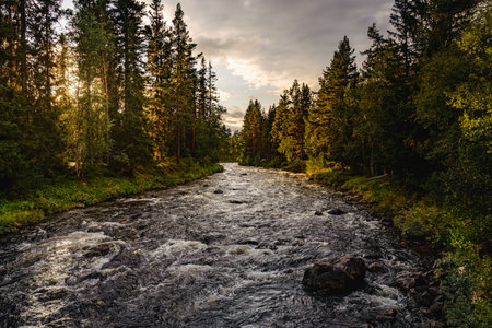 Warm sunlight filtering through the pine trees as StorÃ¥n river flows gently, creating a peaceful atmosphere on this beautiful Nordic summer evening.の写真素材