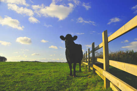 Cow in a field with blue sky and cloudsの写真素材
