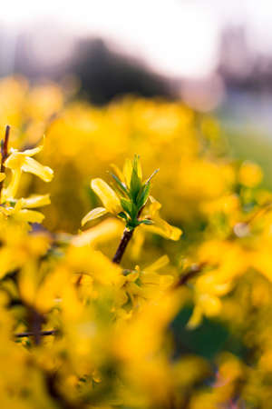 Spring yellow flowers and leaves on sunset backgroundの写真素材