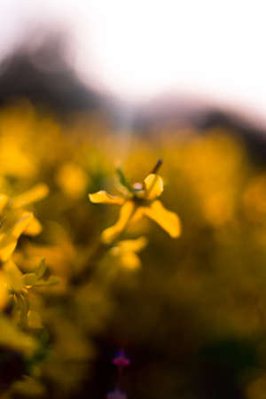 Spring yellow flowers and leaves on sunset backgroundの写真素材