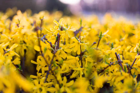Spring yellow flowers and leaves on sunset backgroundの写真素材