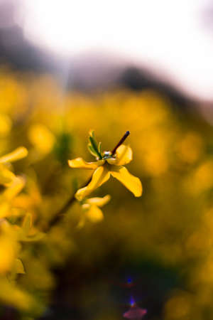 Spring yellow flowers and leaves on sunset backgroundの写真素材