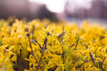 Spring yellow flowers and leaves on sunset backgroundの写真素材