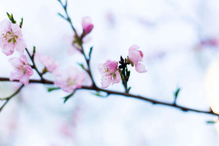 Spring tree pink flowers and green leaves on blue sky backgroundの写真素材