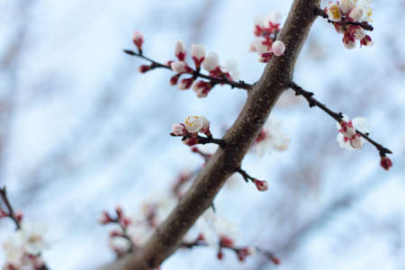 Spring tree pink flowers and green leaves on blue sky backgroundの写真素材