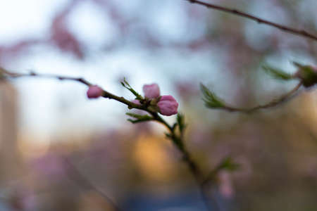 Spring tree pink flowers and green leaves on blue sky backgroundの写真素材
