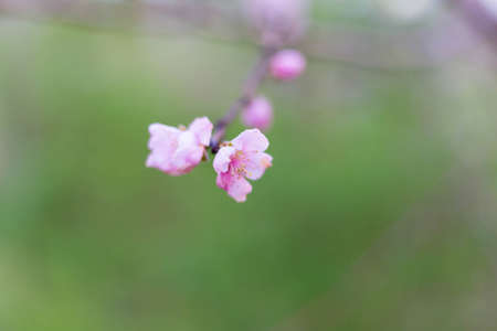 Spring tree pink flowers and green leaves on blue sky backgroundの写真素材