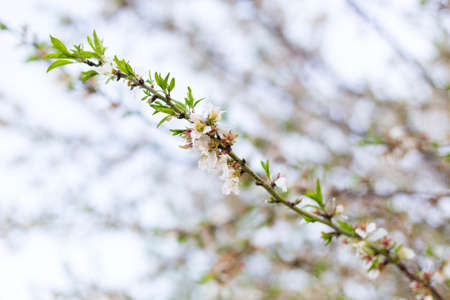 Spring tree pink flowers and green leaves on blue sky backgroundの写真素材