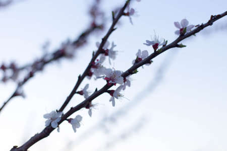 Spring tree pink flowers and green leaves on blue sky backgroundの写真素材