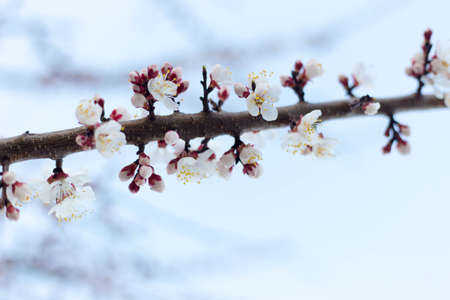 Spring tree pink flowers and green leaves on blue sky backgroundの写真素材