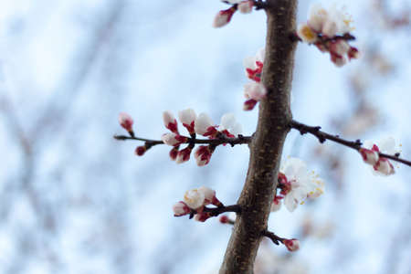 Spring tree pink flowers and green leaves on blue sky backgroundの写真素材