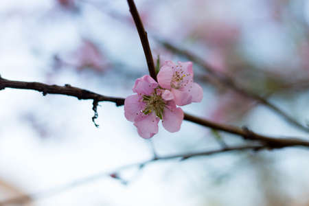 Spring tree pink flowers and green leaves on blue sky backgroundの写真素材