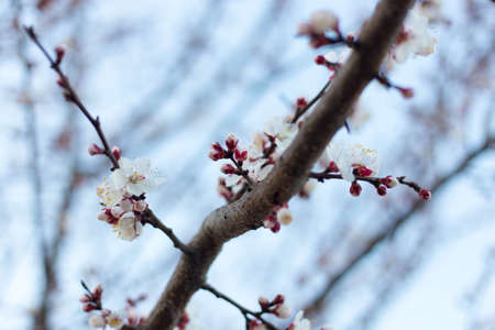 Spring tree pink flowers and green leaves on blue sky backgroundの写真素材