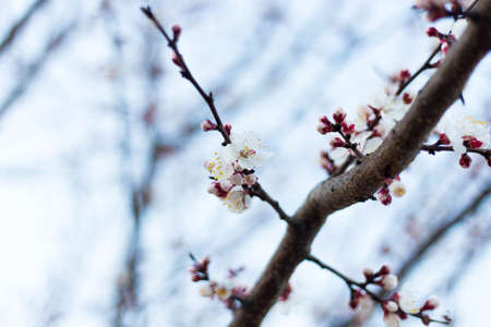 Spring tree pink flowers and green leaves on blue sky backgroundの写真素材