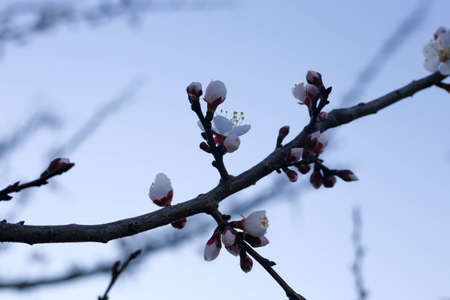 Spring tree pink flowers and green leaves on blue sky background