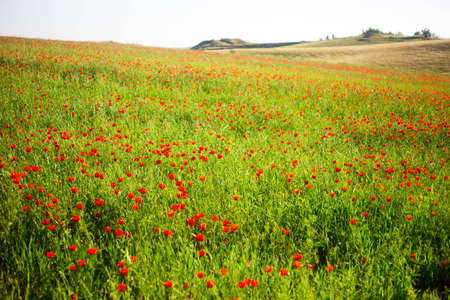 Bright vivid poppy field on a sunset backgroundの写真素材