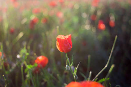 Bright vivid poppy field on a sunset backgroundの写真素材
