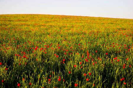 Bright vivid poppy field on a sunset backgroundの写真素材