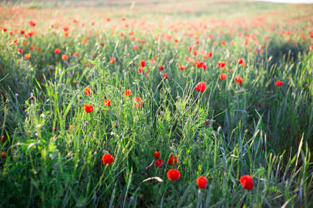 Bright vivid poppy field on a sunset backgroundの写真素材
