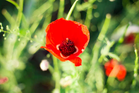 Bright vivid poppy field on a sunset backgroundの写真素材