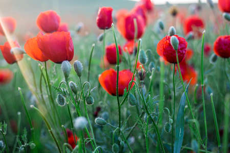 Bright vivid poppy field on a sunset backgroundの写真素材