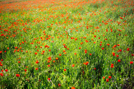 Bright vivid poppy field on a sunset backgroundの写真素材