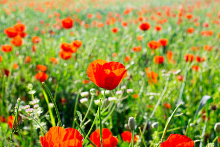 Bright vivid poppy field on a sunset backgroundの写真素材