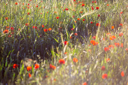 Bright vivid poppy field on a sunset backgroundの写真素材