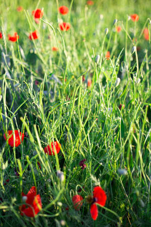 Bright vivid poppy field on a sunset backgroundの写真素材