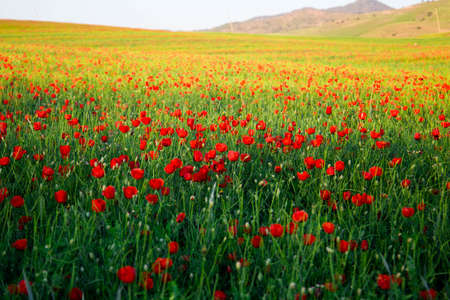 Bright vivid poppy field on a sunset backgroundの写真素材