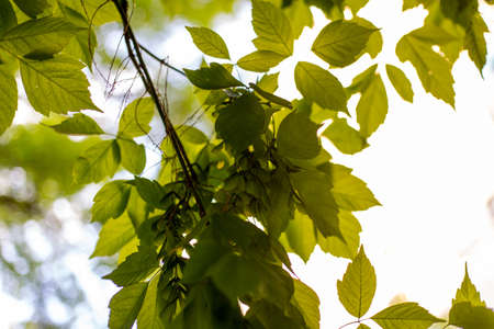 Spring and summer sunlights brings from fresh green lieves の写真素材