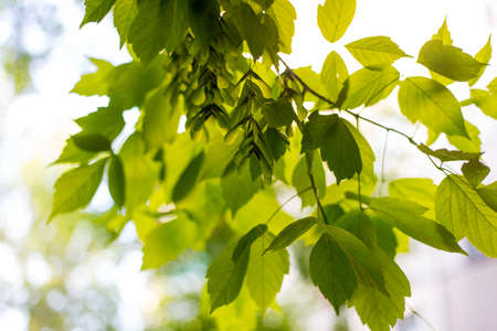 Spring and summer sunlights brings from fresh green lieves の写真素材