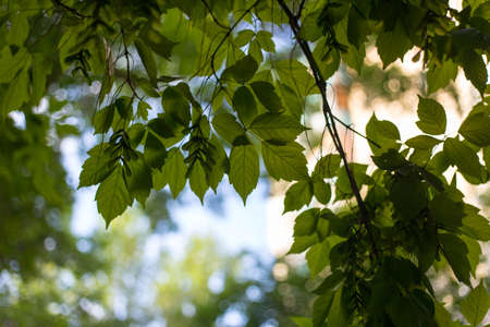 Spring and summer sunlights brings from fresh green lieves の写真素材