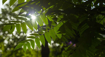Spring and summer sunlights brings from fresh green lieves の写真素材