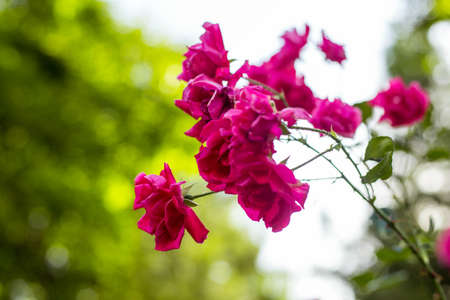 Rose on beatyful nature bokeh