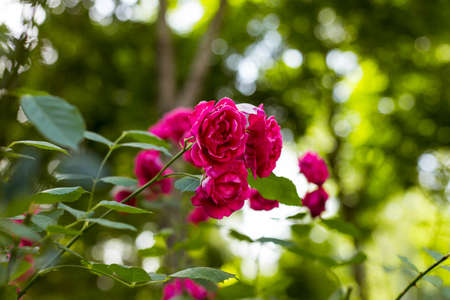 Rose on beatyful nature bokehの写真素材