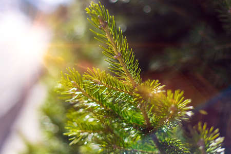 Beautifull coniferous pine tree on fresh natural forest backgroundの写真素材