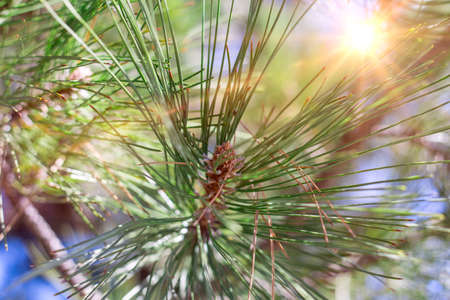 Beautifull coniferous pine tree on fresh natural forest backgroundの写真素材